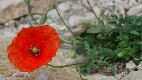 Fotografia da espécie Papaver pinnatifidum