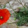 Fotografia 1 da espécie Papaver pinnatifidum do Jardim Botânico UTAD