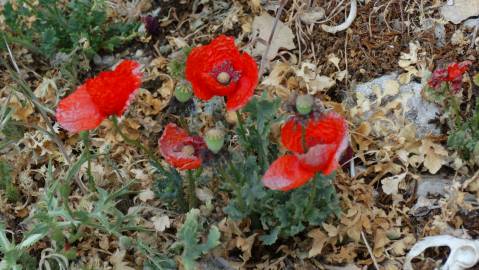 Fotografia da espécie Papaver pinnatifidum