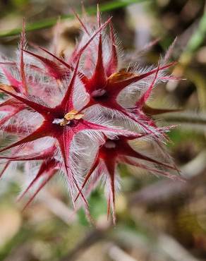 Fotografia 18 da espécie Trifolium stellatum no Jardim Botânico UTAD