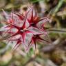 Fotografia 18 da espécie Trifolium stellatum do Jardim Botânico UTAD