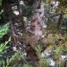 Fotografia 4 da espécie Cupressus lusitanica do Jardim Botânico UTAD