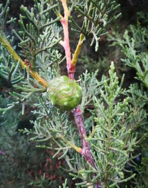 Fotografia 5 da espécie Cupressus lusitanica no Jardim Botânico UTAD