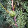 Fotografia 5 da espécie Cupressus lusitanica do Jardim Botânico UTAD