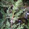Fotografia 7 da espécie Cupressus lusitanica do Jardim Botânico UTAD