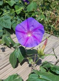 Fotografia da espécie Ipomoea indica