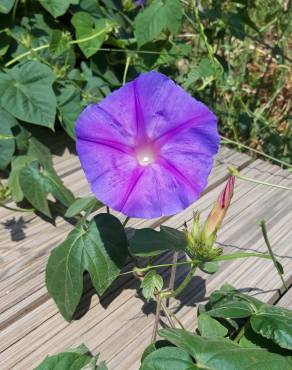 Fotografia 18 da espécie Ipomoea indica no Jardim Botânico UTAD