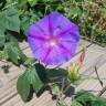 Fotografia 18 da espécie Ipomoea indica do Jardim Botânico UTAD