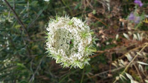 Fotografia da espécie Daucus carota subesp. carota