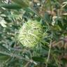 Fotografia 18 da espécie Daucus carota subesp. carota do Jardim Botânico UTAD