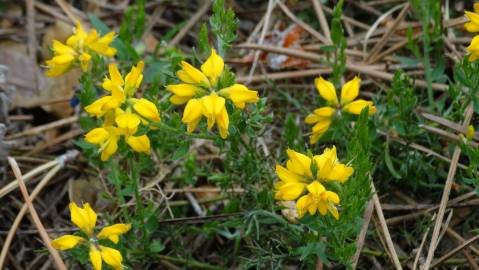 Fotografia da espécie Genista hispanica subesp. hispanica