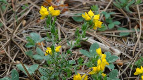 Fotografia da espécie Genista hispanica subesp. hispanica