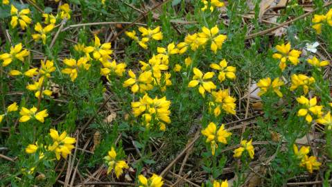 Fotografia da espécie Genista hispanica subesp. hispanica