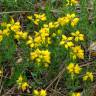 Fotografia 8 da espécie Genista hispanica subesp. hispanica do Jardim Botânico UTAD