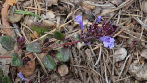 Fotografia da espécie Clinopodium menthifolium subesp. menthifolium