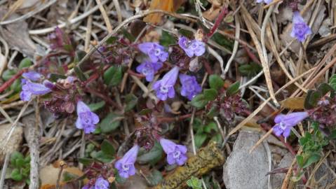 Fotografia da espécie Clinopodium menthifolium subesp. menthifolium