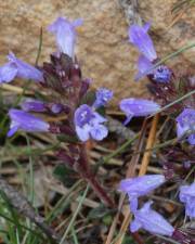 Fotografia da espécie Clinopodium menthifolium