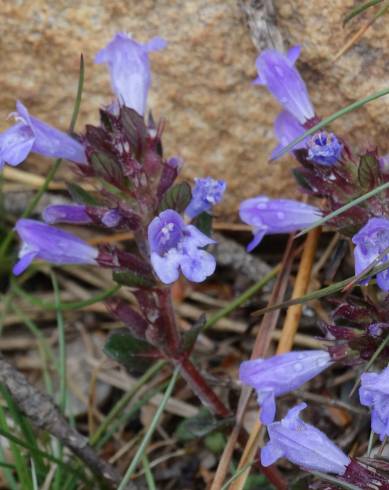 Fotografia de capa Clinopodium menthifolium subesp. menthifolium - do Jardim Botânico