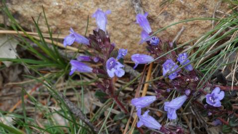 Fotografia da espécie Clinopodium menthifolium subesp. menthifolium