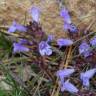 Fotografia 1 da espécie Clinopodium menthifolium subesp. menthifolium do Jardim Botânico UTAD