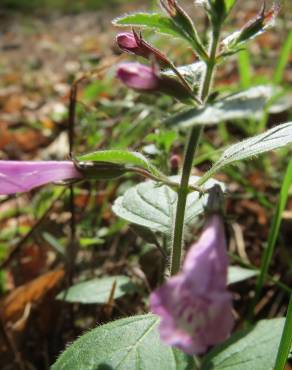 Fotografia 4 da espécie Clinopodium menthifolium subesp. menthifolium no Jardim Botânico UTAD