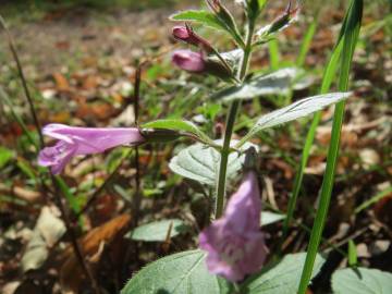 Fotografia da espécie Clinopodium menthifolium subesp. menthifolium