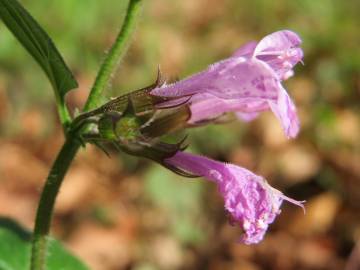 Fotografia da espécie Clinopodium menthifolium subesp. menthifolium