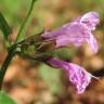 Fotografia 6 da espécie Clinopodium menthifolium subesp. menthifolium do Jardim Botânico UTAD