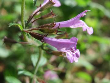 Fotografia da espécie Clinopodium menthifolium subesp. menthifolium