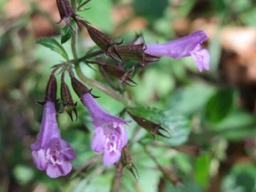 Fotografia da espécie Clinopodium menthifolium subesp. menthifolium