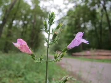 Fotografia da espécie Clinopodium menthifolium subesp. menthifolium