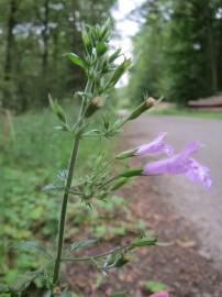 Fotografia da espécie Clinopodium menthifolium subesp. menthifolium