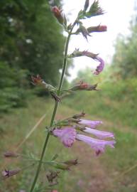Fotografia da espécie Clinopodium menthifolium subesp. menthifolium
