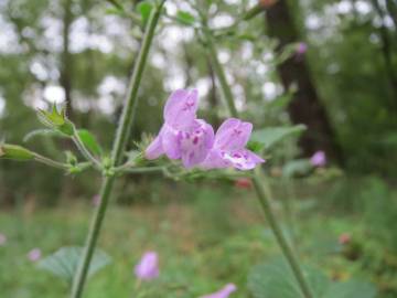 Fotografia da espécie Clinopodium menthifolium subesp. menthifolium