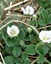 Fotografia da espécie Potentilla montana