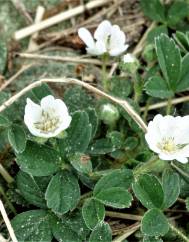 Potentilla montana