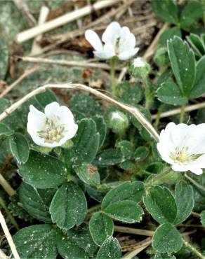 Fotografia 1 da espécie Potentilla montana no Jardim Botânico UTAD