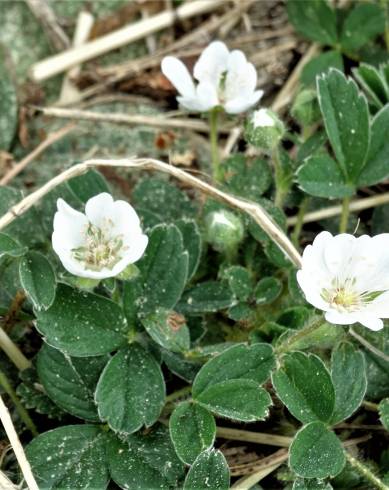 Fotografia de capa Potentilla montana - do Jardim Botânico