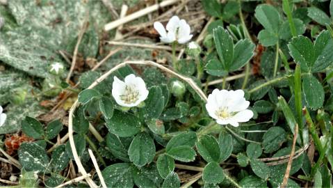 Fotografia da espécie Potentilla montana