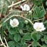 Fotografia 1 da espécie Potentilla montana do Jardim Botânico UTAD