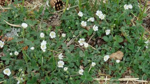 Fotografia da espécie Potentilla montana