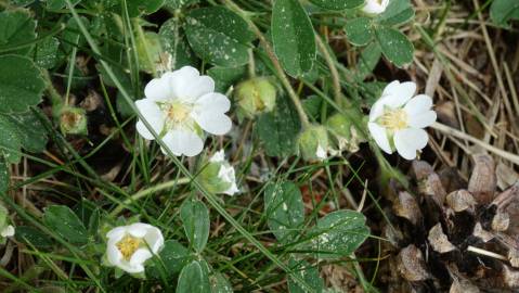 Fotografia da espécie Potentilla montana