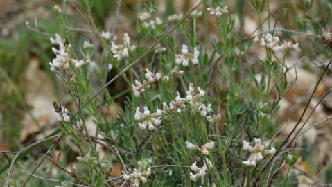 Fotografia da espécie Dorycnium pentaphyllum