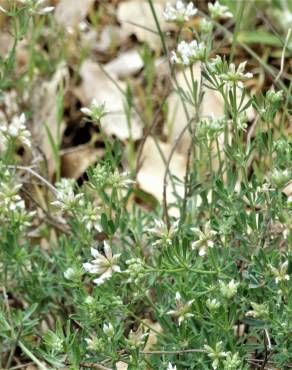 Fotografia 8 da espécie Dorycnium pentaphyllum no Jardim Botânico UTAD