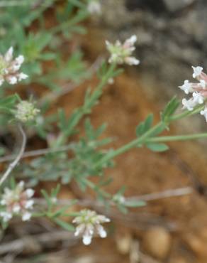 Fotografia 9 da espécie Dorycnium pentaphyllum no Jardim Botânico UTAD