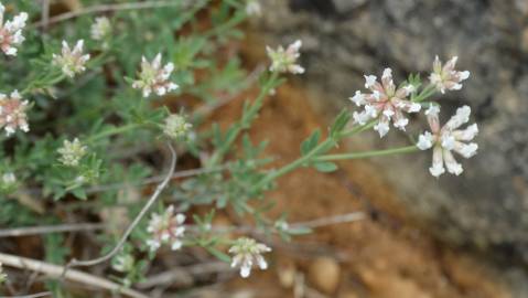 Fotografia da espécie Dorycnium pentaphyllum