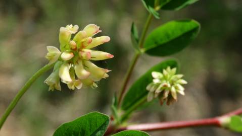 Fotografia da espécie Astragalus glycyphyllos