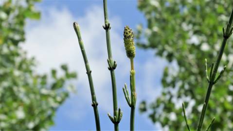 Fotografia da espécie Equisetum palustre