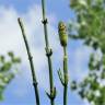 Fotografia 15 da espécie Equisetum palustre do Jardim Botânico UTAD