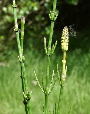 Fotografia 16 da espécie Equisetum palustre no Jardim Botânico UTAD